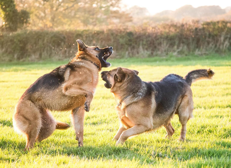 Playful Dogs: These are the 10 most playful breeds of loving dog sure ...