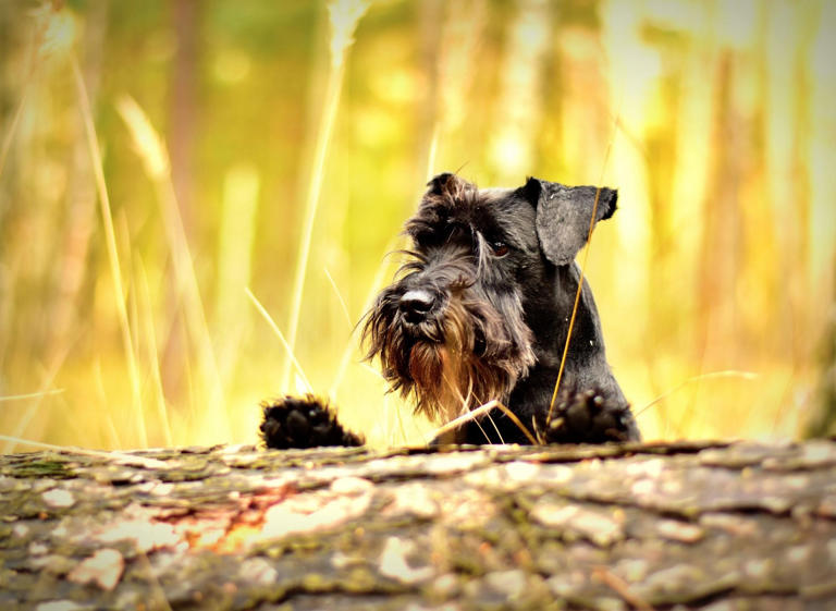 Utility Dogs: Here are the 10 most popular breeds of utility dog in the ...