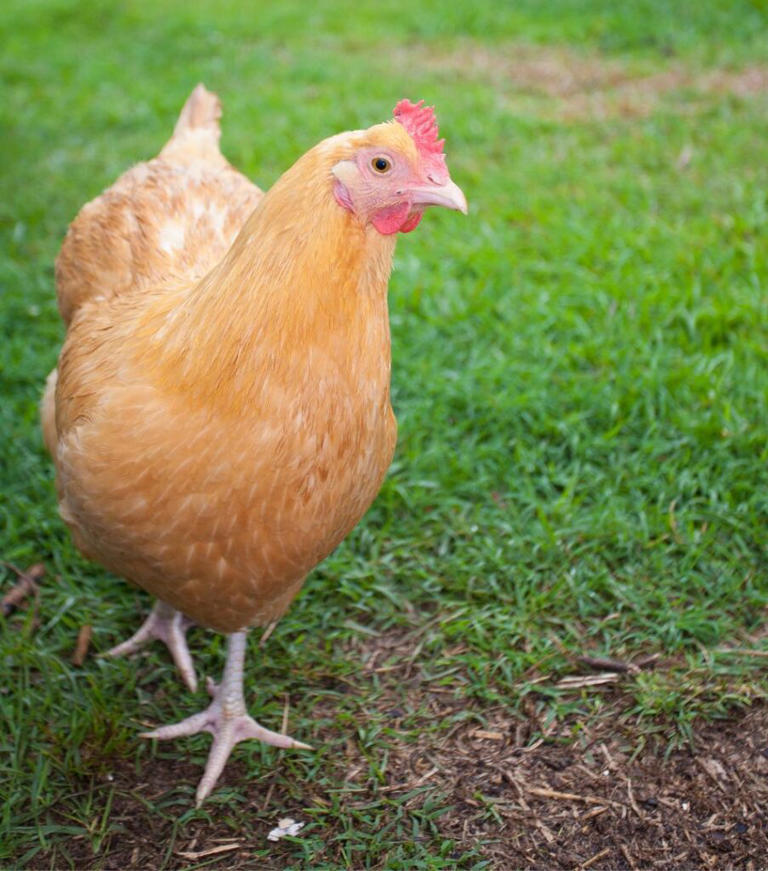 Golden Comet Chickens for Max Brown Egg Production