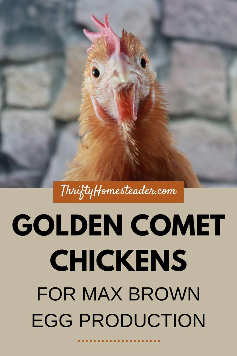 Golden Comet Chickens For Max Brown Egg Production