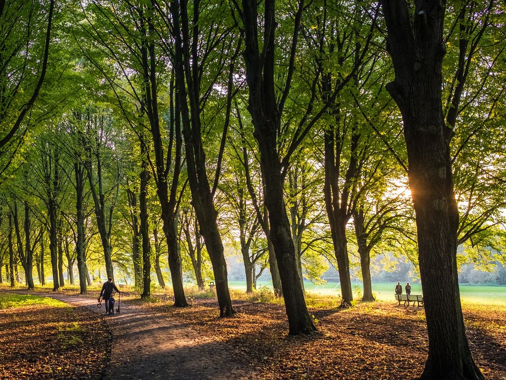 <p>Larger, but less popular, is the "Amsterdamse Bos" on the outskirts of the city. About 25 minutes from the city center, it is mainly families and sports enthusiasts who make themselves at home here. There is plenty of space for them on the ten square kilometers.</p>