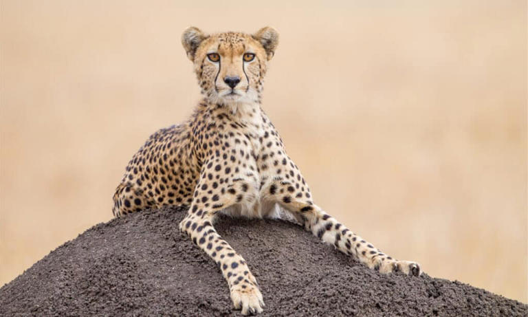 Male Vs Female Cheetahs: 8 Key Differences