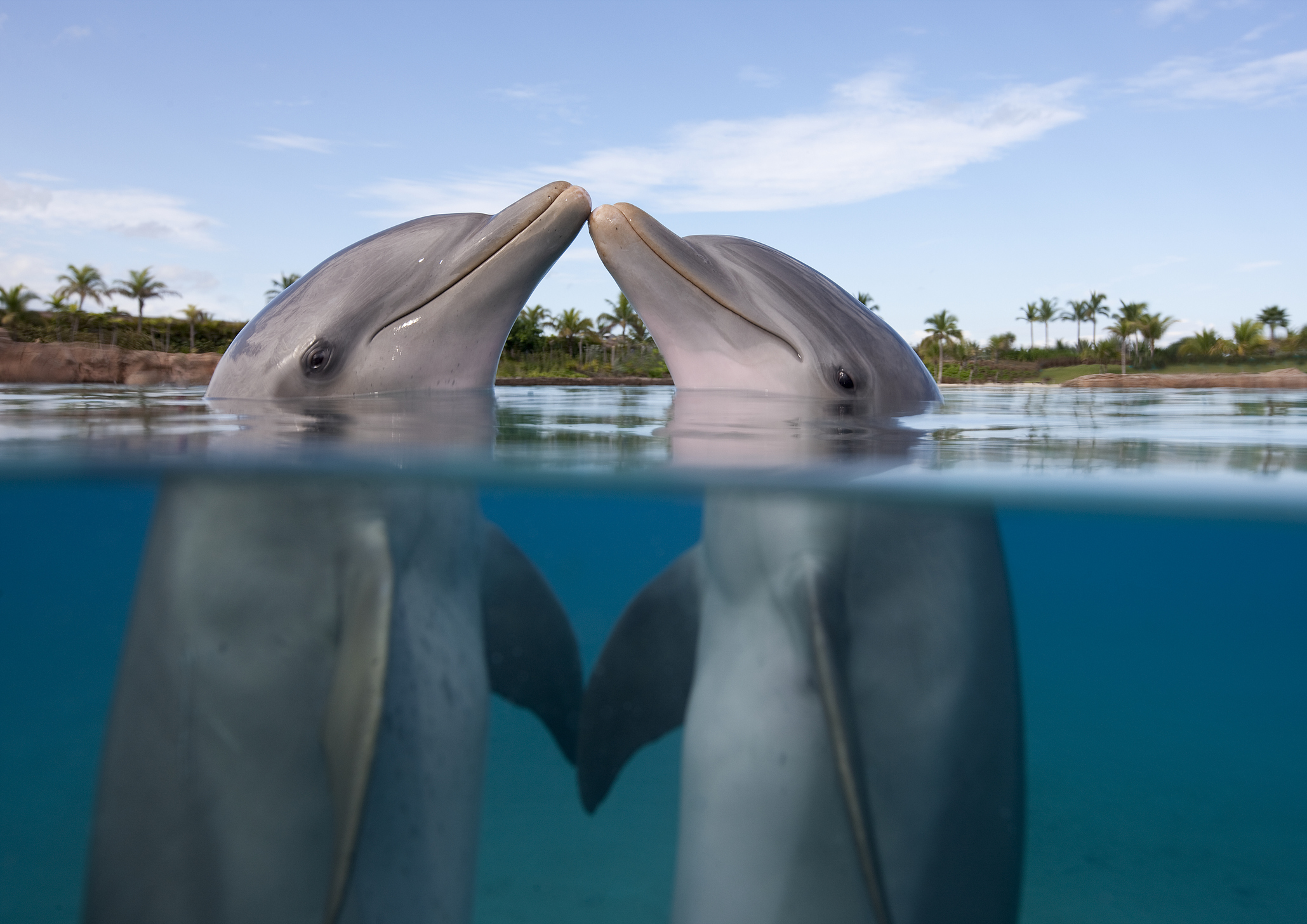 <p>  Did you know that there are some specific animals that symbolize friendship? These include: </p> <ul>  <li>Dogs  </li>  <li>Turtledoves  </li>  <li>Dolphins  </li>  <li>Horses  </li>  <li>Wolves  </li> </ul> <p>  These animals all have traits that align them with friendship, from the symbolism of the dolphin as a loyal protector to the real-life love of 'man's best friend.' </p>