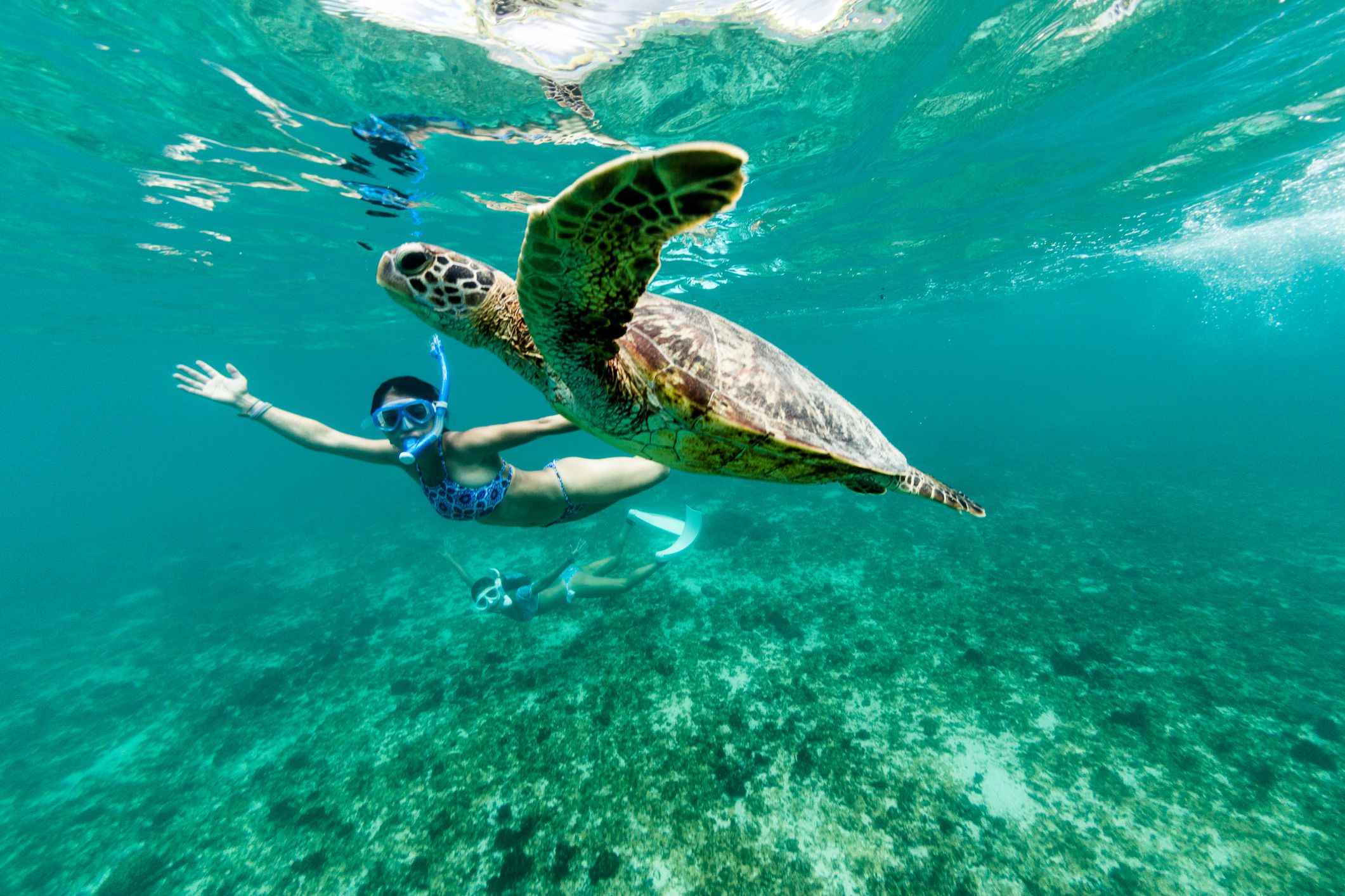 <p>One of the top 10 things to do in Maui is snorkeling with sea turtles. While there are many places you can see them, sometimes the number of tourists scares them away at the more popular beaches. However, at sleepy Honokeana Bay, you’re more likely to bump into one.</p><p>This bay doesn’t have a sandy beach, so wear water shoes; you’ll likely have to climb over some possibly sharp lava rock to get into and out of the water. Bring an underwater camera to get a shot of these graceful creatures, but remember: Don’t touch them!</p>