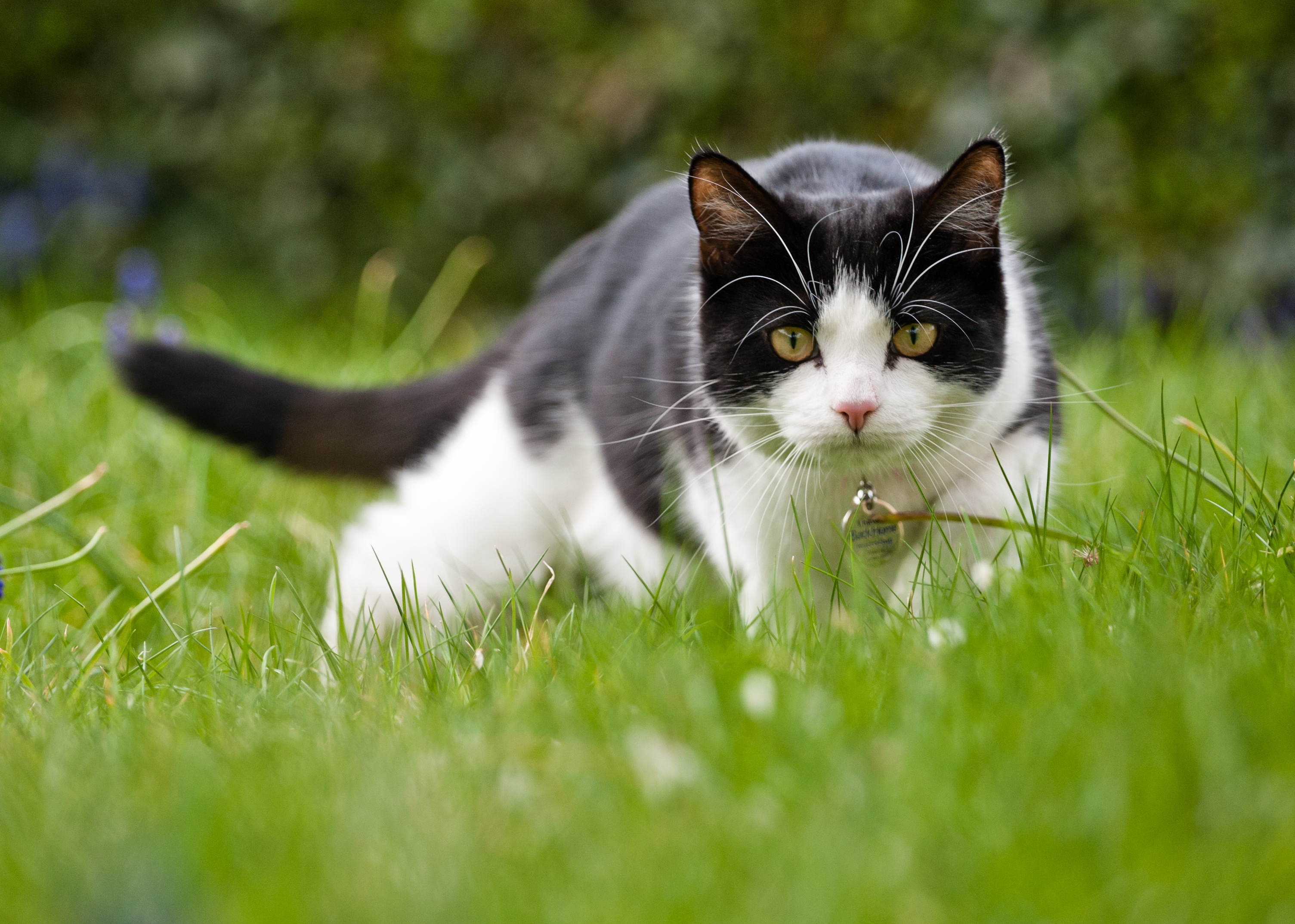 Cat. Беспородные кошки. Кот охотник. Кошки и июль. The domestic Cat.