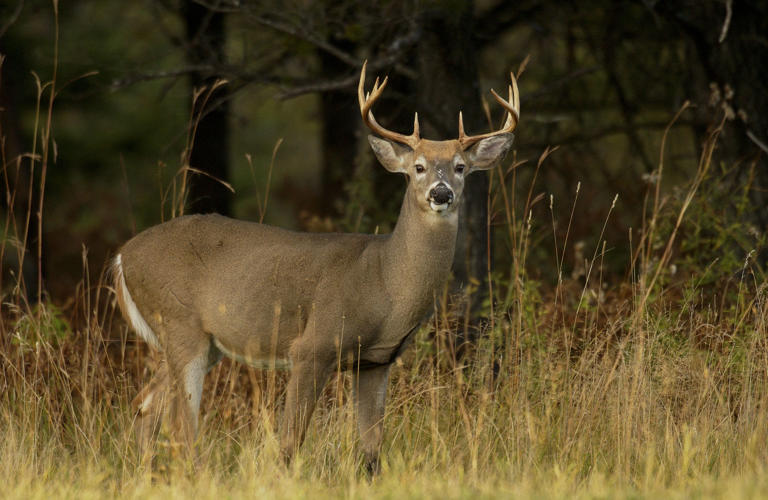 Michigan deer population continues to grow, hunters in decline