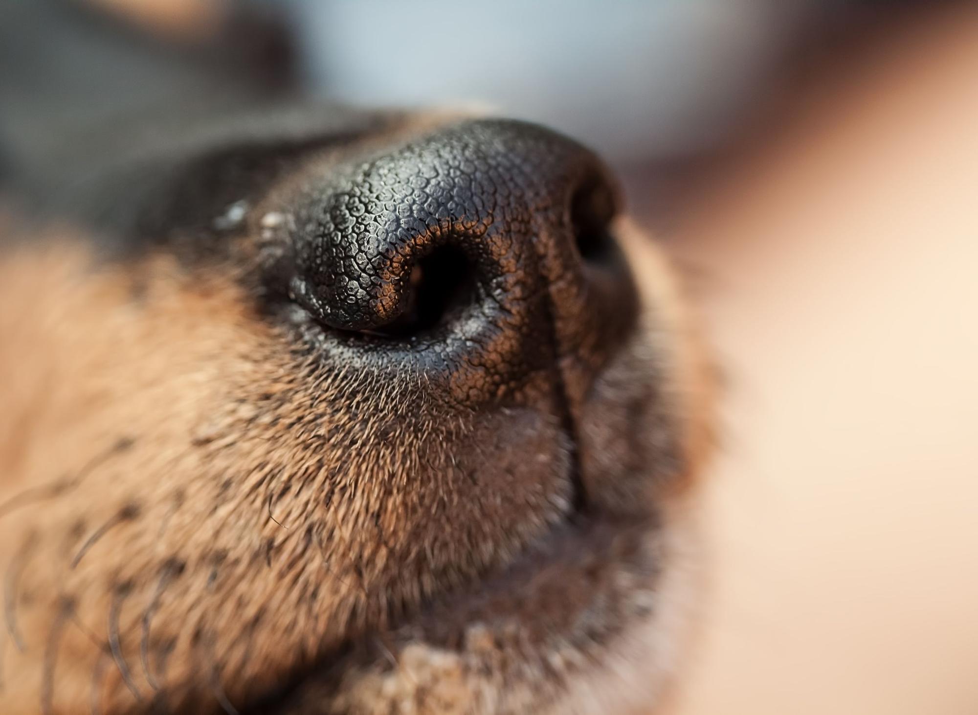 У собаки на носу корка. Собачий нос. Нос собаки крупным планом. Носик собаки.