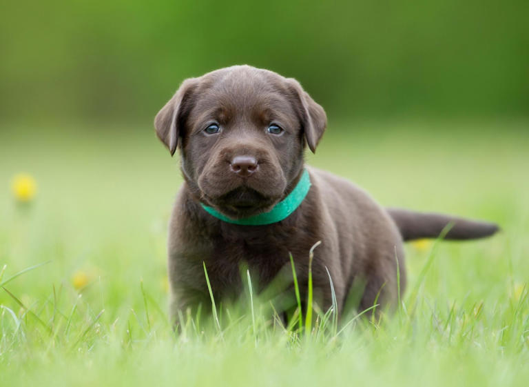 Girl Dog Names 2024 These are the 10 most popular female puppy names