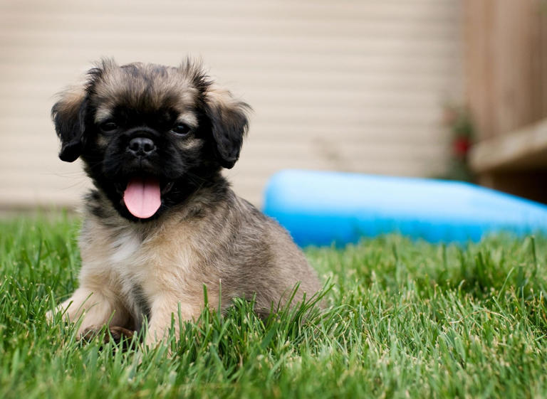 Girl Dog Names 2024 These are the 10 most popular female puppy names