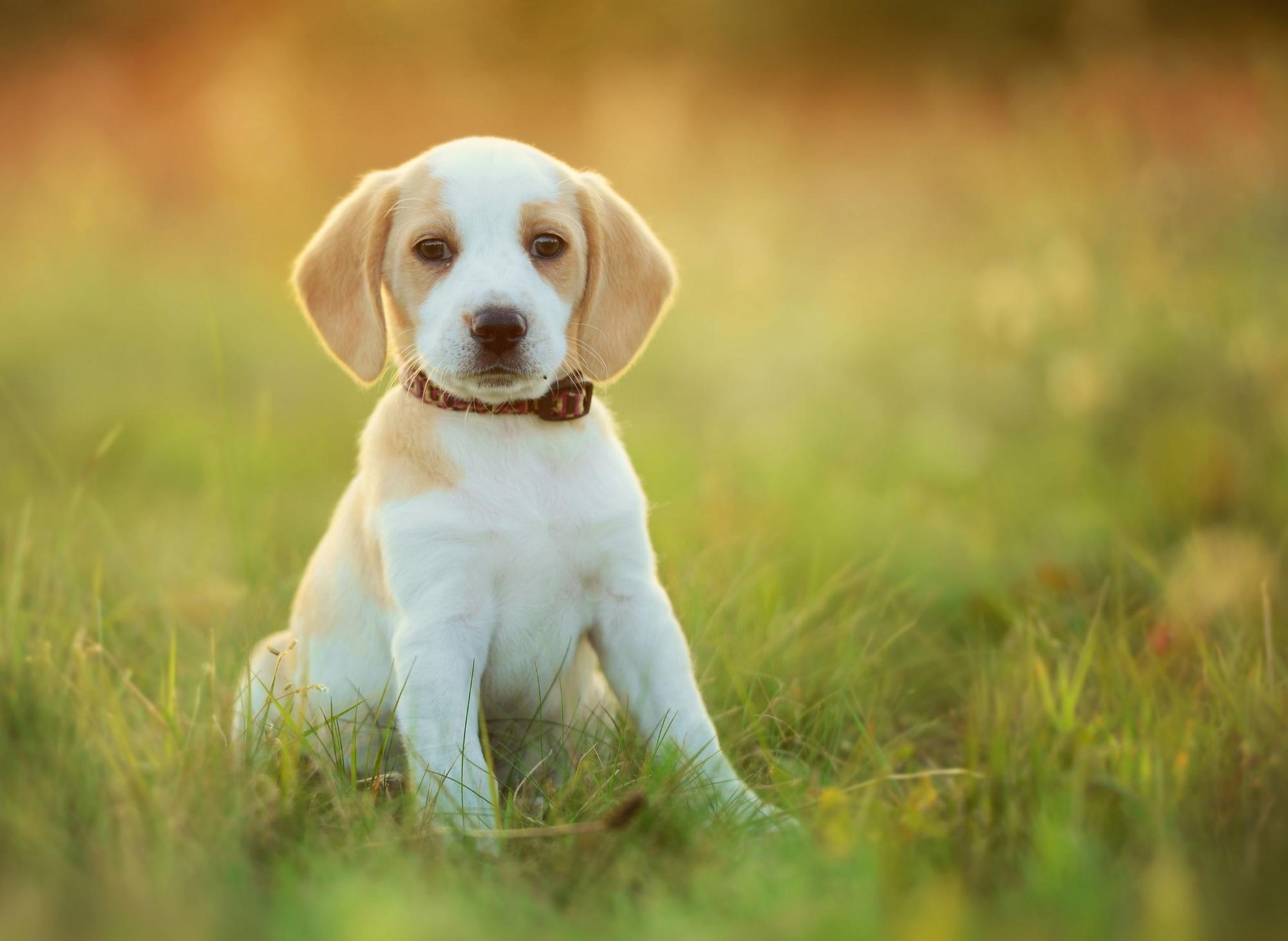 cute-dog-pet-cute-free-stock-photo-public-domain-pictures