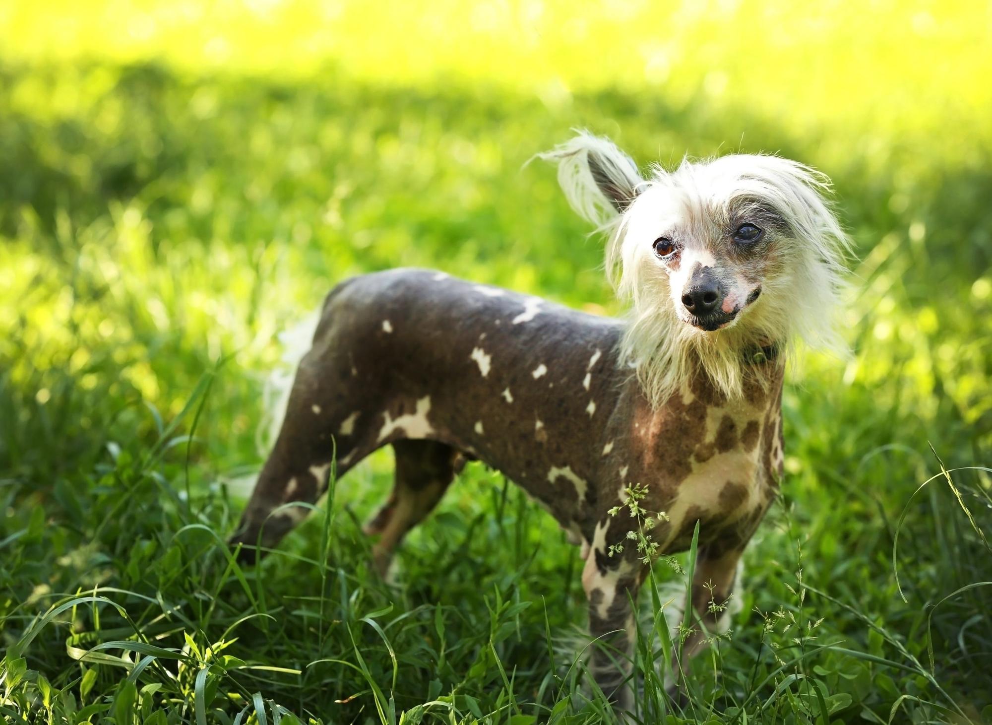 Warm Weather Dogs: Here are the 10 breeds of adorable dog that thrive ...