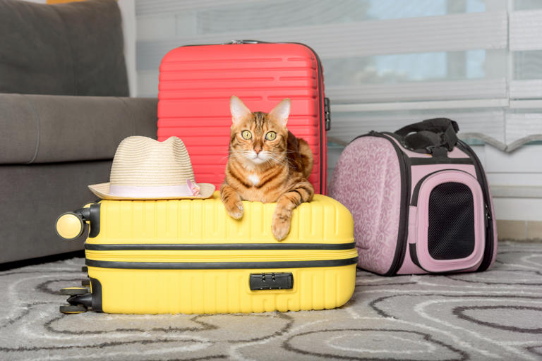 Cute bengal cat, suitcase and pet carrier
