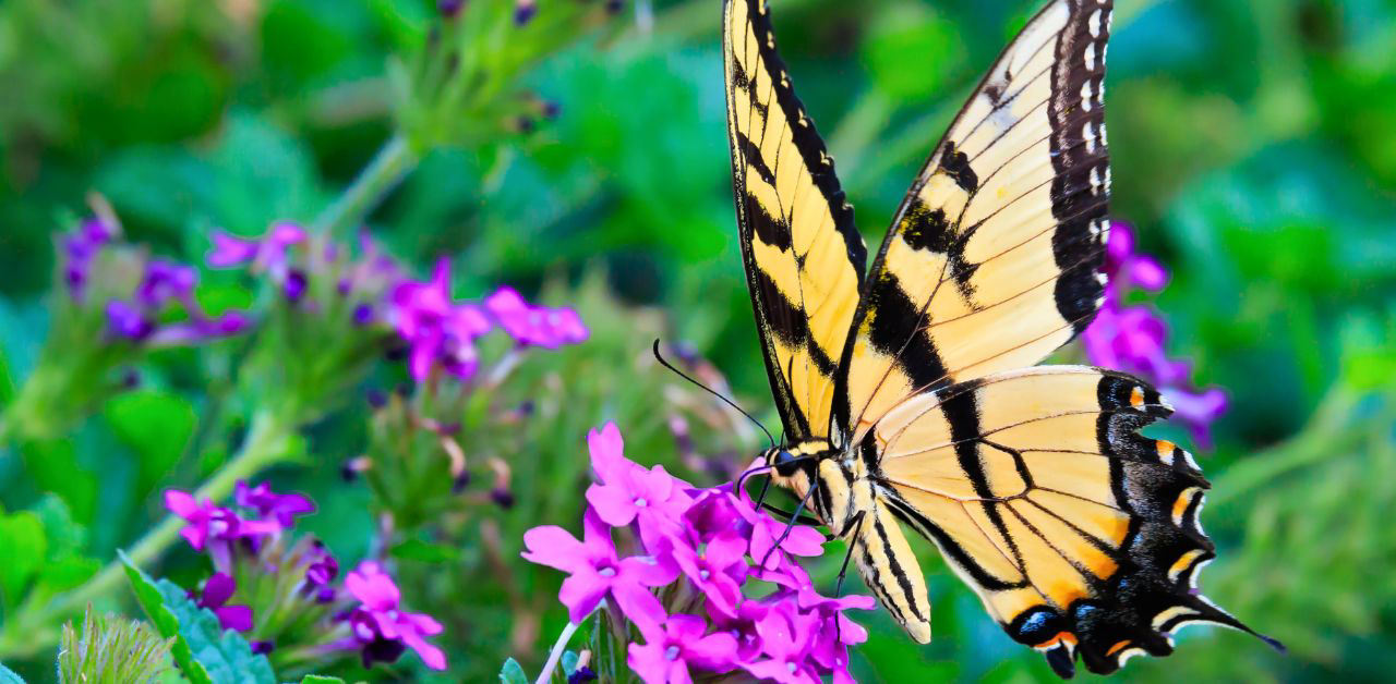 20 Beautiful Butterflies in VA