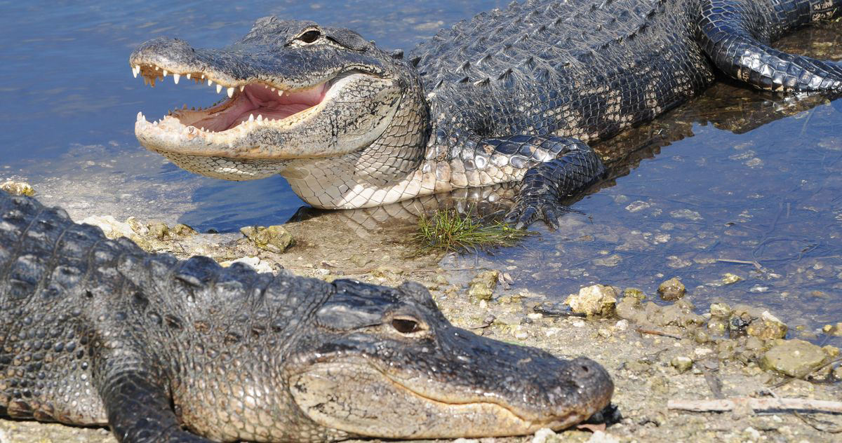 what does alligators in your dream mean        <h3 class=