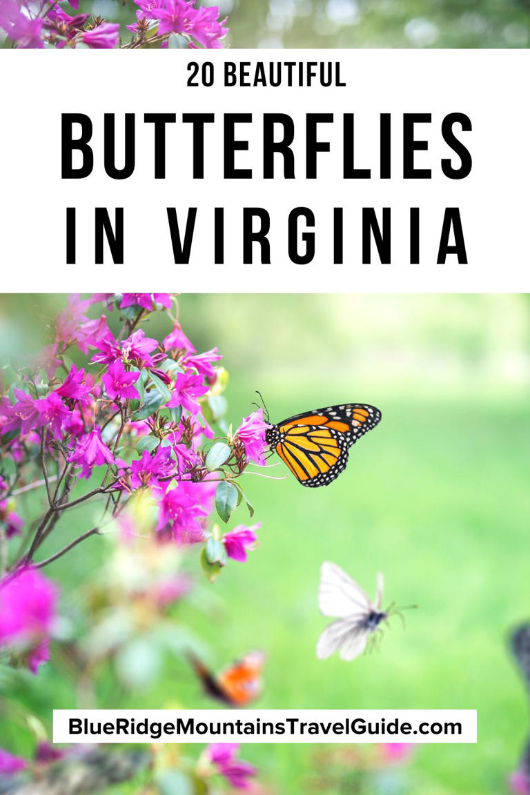 20 Beautiful Butterflies in VA