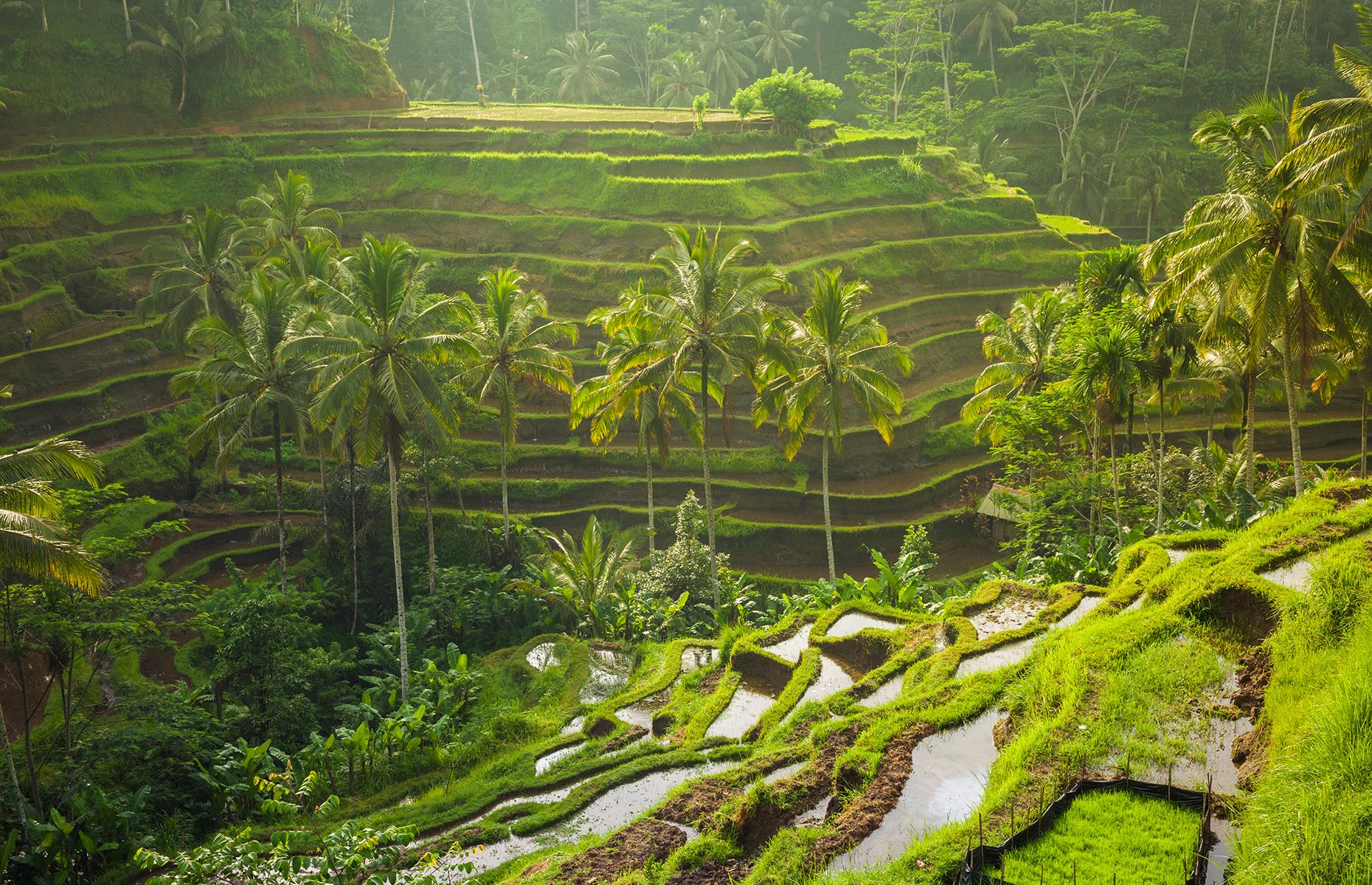 <p>A must-have experience in Bali, visiting the Tegalalang Rice Terraces feels like traveling back in time. One of the most visited attractions on the Indonesian island, the lush green rice fields can get quite busy during the day but go early in the morning and you'll have this UNESCO World Heritage Site all to yourself.</p>