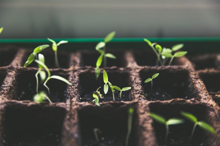 6 Tips To Grow Your Own Lemon Plant At Home & Enjoy Unlimited Lemonade