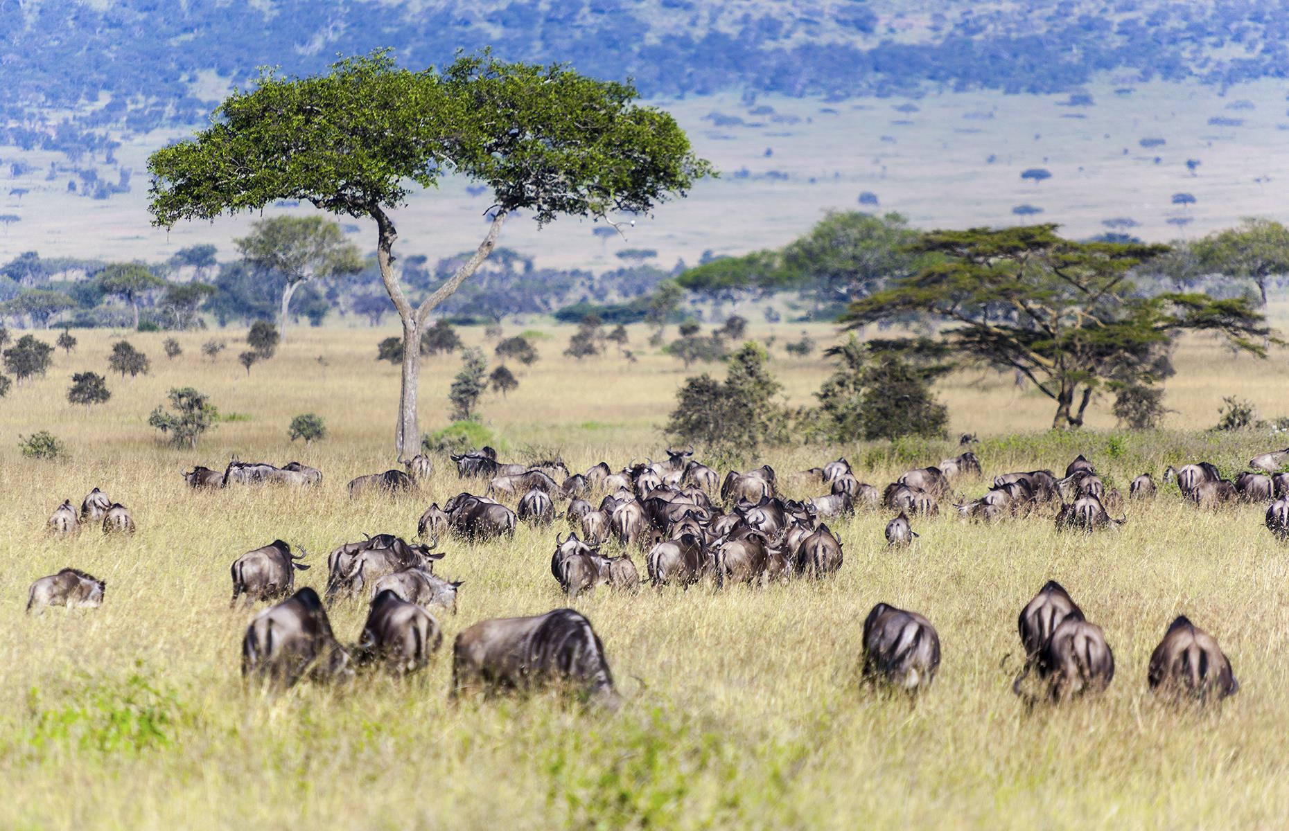 <p>The Great Migration sees around 1.5 million wildebeest (plus 200,000 zebras) make their way across the Serengeti, in Tanzania and the Maasai Mara in Kenya. Time your safari right and you'll be in for one amazing wildlife experience.</p>  <p><a href="https://www.loveexploring.com/galleries/88525/the-best-wildlife-experiences-in-the-world?page=1"><strong>These are the best wildlife experiences in the world</strong></a></p>