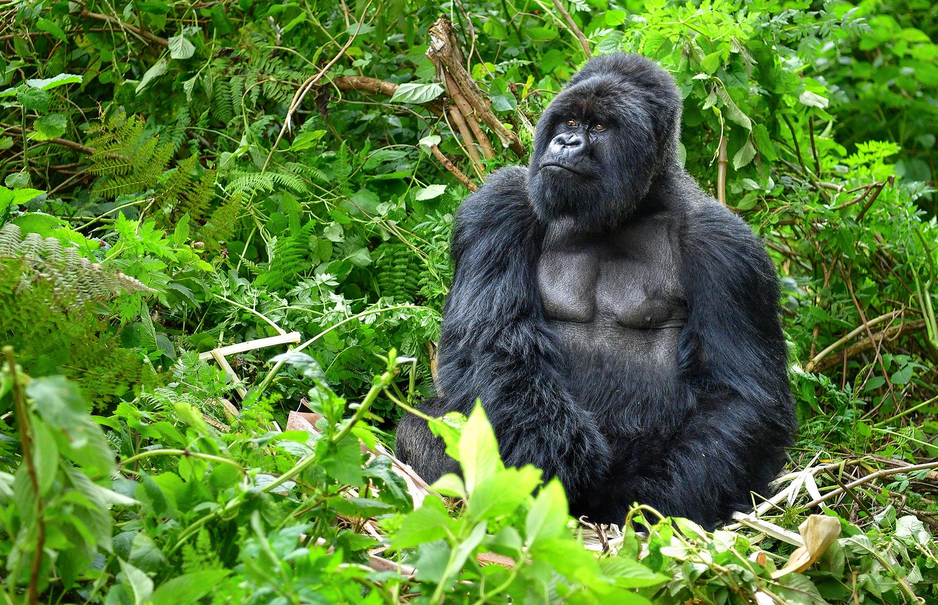 The Virungas, a collection of forest-clad dormant volcanoes in east Africa, is the only place where you can see mountain gorillas in the wild. Join an expert guide at Rwanda's Volcanoes National Park or Uganda's Bwindi Impenetrable Forest and track down a group of these amazing creatures, which you can watch in their natural habitat.