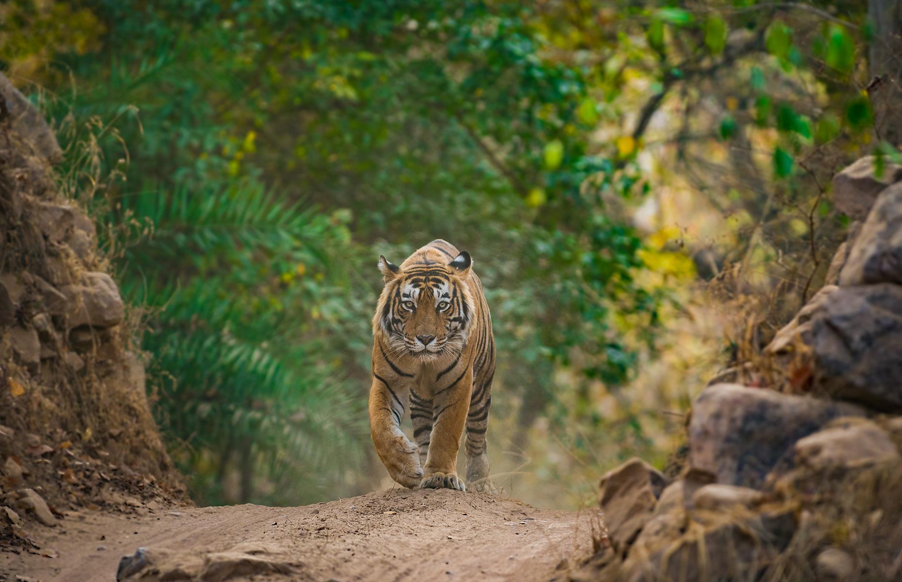Stray away from the big hits of the Golden Triangle – connecting Delhi, Agra, Jaipur, the most visited cities in India’s northwest – and strike real gold. Ranthambore National Park comprises vast swathes of jungle scrub, centered on the 10th-century Ranthambore Fort. It’s known as one of the best places to spot wild tigers in Rajasthan – long may that continue.