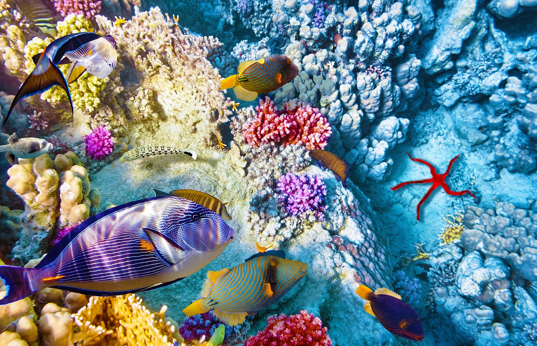 Belize packs quite a punch, despite its small size. Running along its coast is the second-largest coral reef in the world. The kaleidoscopic coral, sea turtles, parrotfish, dolphins and rays simply demand that you jump in a kayak, don a snorkel mask or a tank and discover an amazing underwater realm.