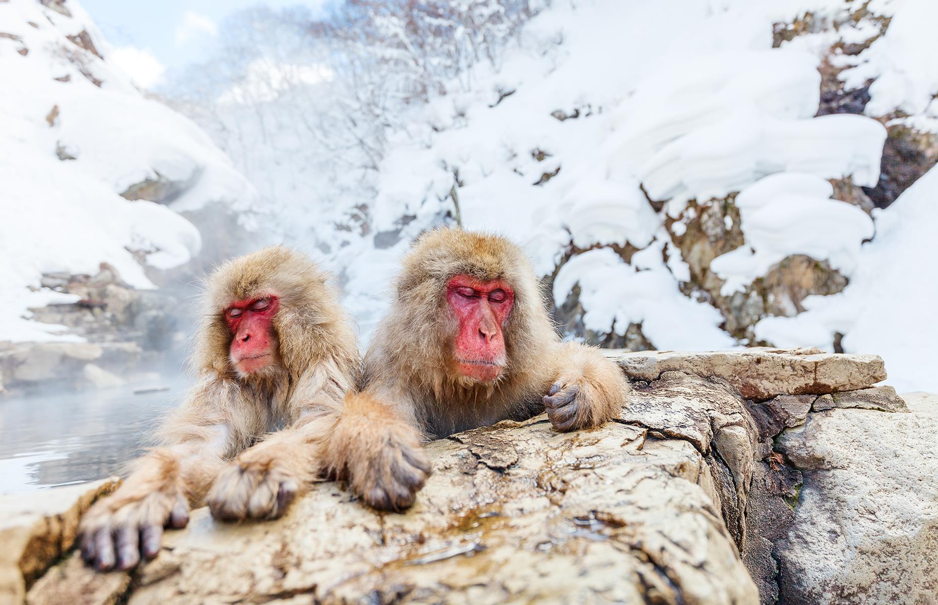 <p>If you're planning a visit to Tokyo – which has finally reopened after the COVID-19 pandemic – make time for the 90-minute train trip north of the Japanese capital to Jigokudani Monkey Park. Although the snow monkeys, or Japanese macaques, probably won't be bathing in the onsen until the weather gets cold, there will still be plenty of animals to spot at other times of the year to make the journey worthwhile.</p>  <p><strong><a href="https://www.loveexploring.com/galleries/159653/21-of-japans-best-train-journeys?page=1">These are the best train journeys in Japan</a></strong></p>