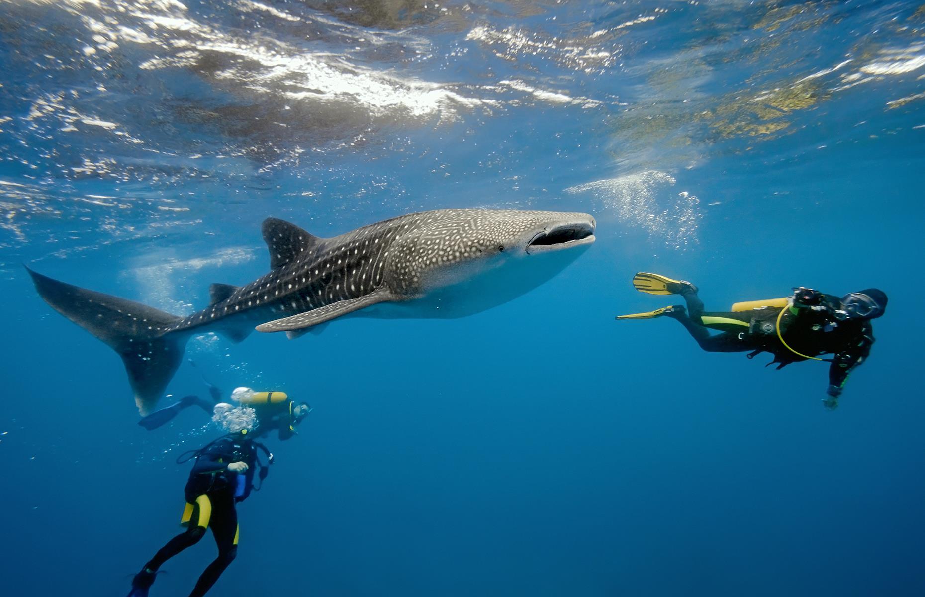The thrill of swimming alongside the biggest fish on the planet can’t be beaten. From mid-March to mid-August, whale sharks head to Ningaloo on the Western Australian coast for the coral spawning season. That’s your chance to take a dip with these gentle giants, which can grow close to 60 feet (18.2m) long. They pose no threat to humans, so dive in and share the staggering sights of Australia’s largest fringing reef.