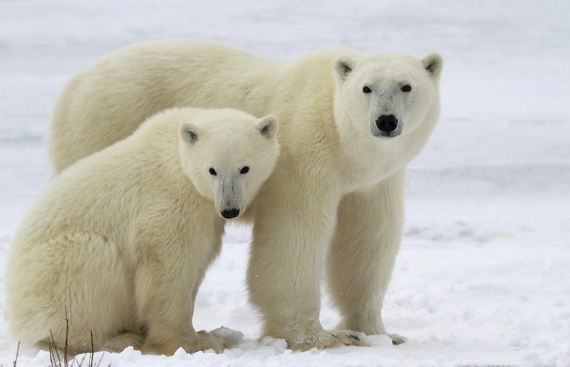 <p>Whether you're on an Arctic cruise or a trip to the self-proclaimed polar bear capital of the world, also known as Churchill in Manitoba, Canada, don't miss the chance to catch sight of these majestic creatures as they climb icebergs, search for food or cuddle up in the snow. </p>  <p><a href="https://www.loveexploring.com/galleries/137712/best-new-cruise-destinations?page=1"><strong>The world's newest cruise destinations</strong></a></p>