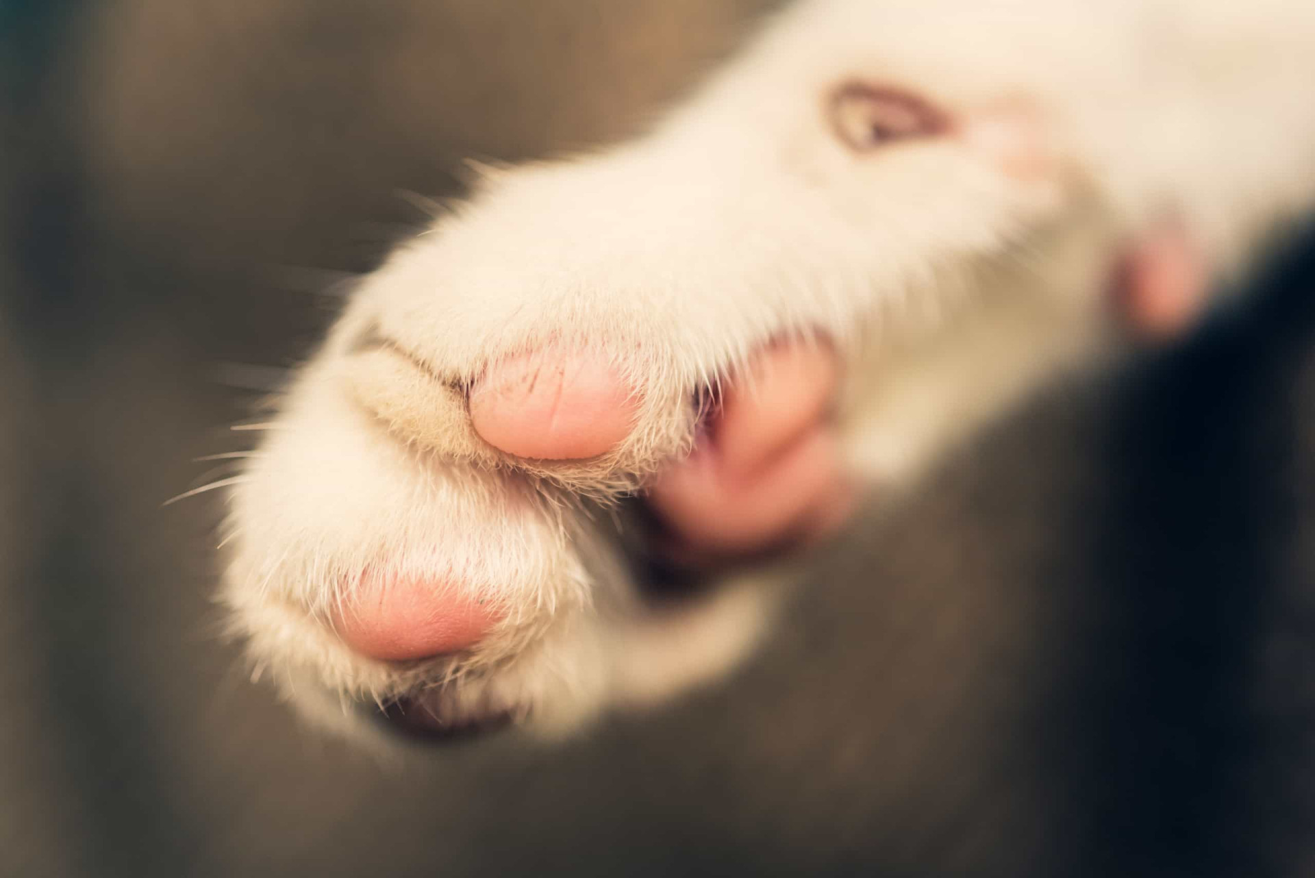 Common myths about cats, debunked