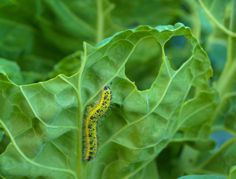 Plant Options to Keep Away Cabbage Worms