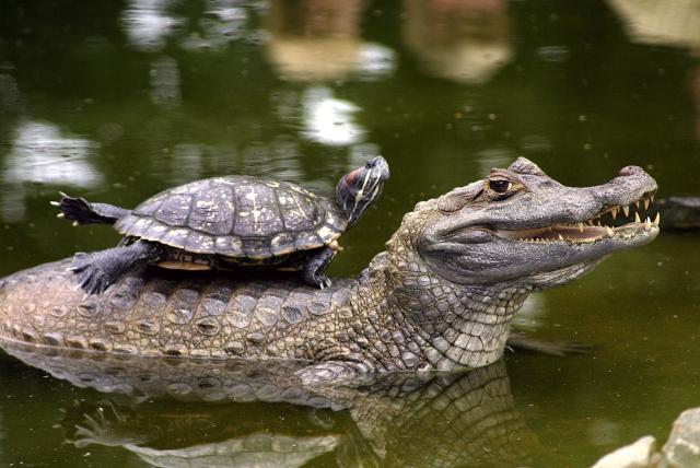 texas: el sorprendente hallazgo de un caimán que sobrevive en un lago congelado
