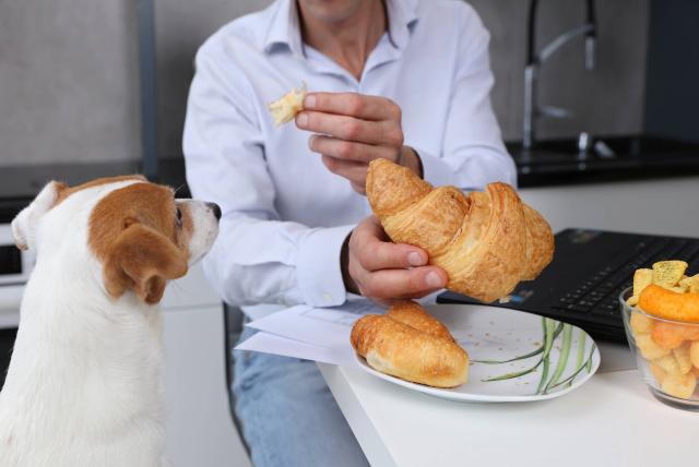 ¿es malo darle comida casera a los perros? esto es lo que dicen los expertos