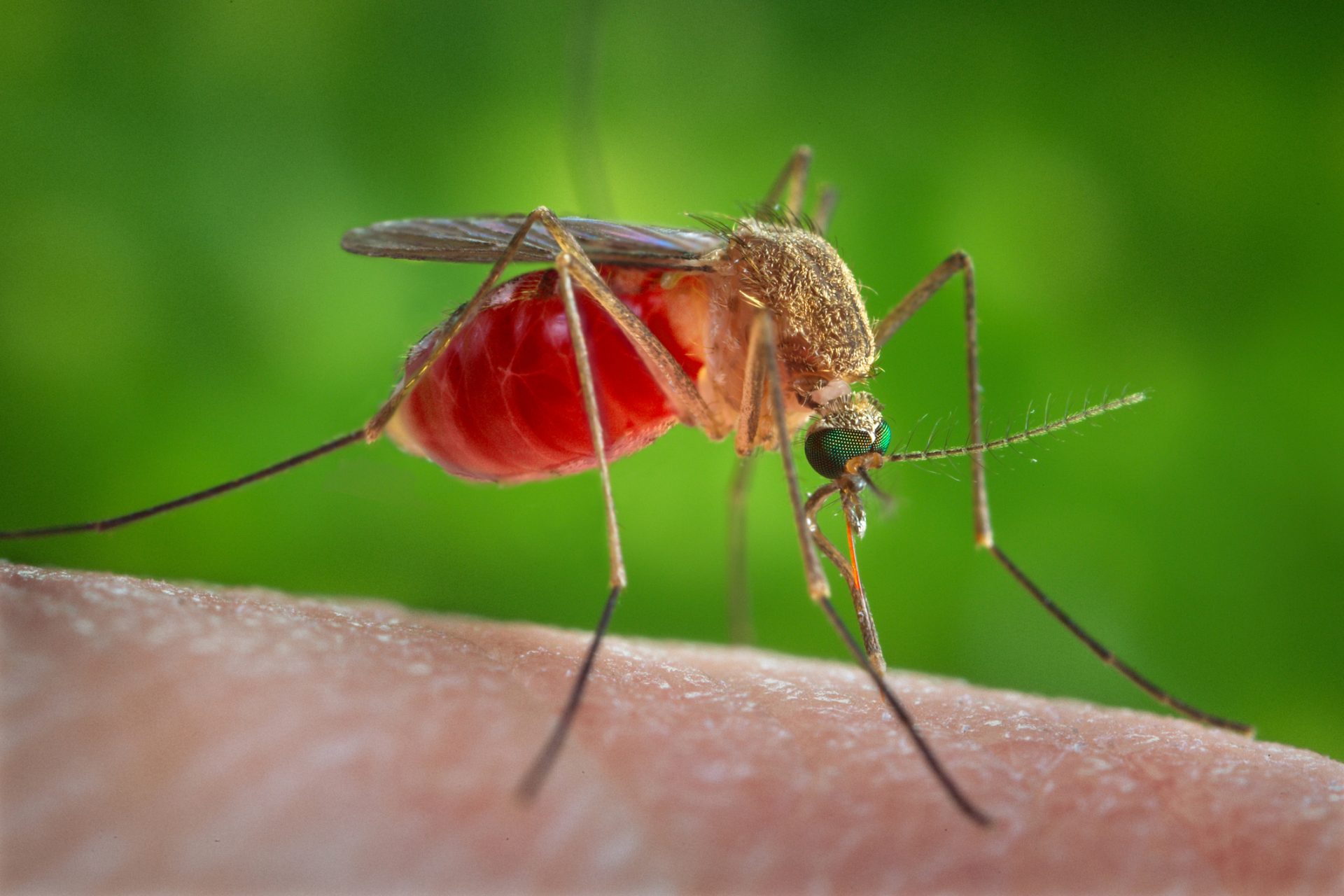 The Best Ways To Keep Mosquitoes At Bay, According To Research