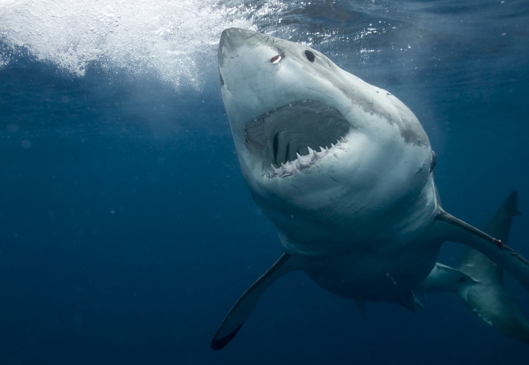 Shark return. Большая белая акула кархародон. Белая акула людоед кархародон. Акула белая, акула-людоед, кархародон. Опасные акула Австралии.