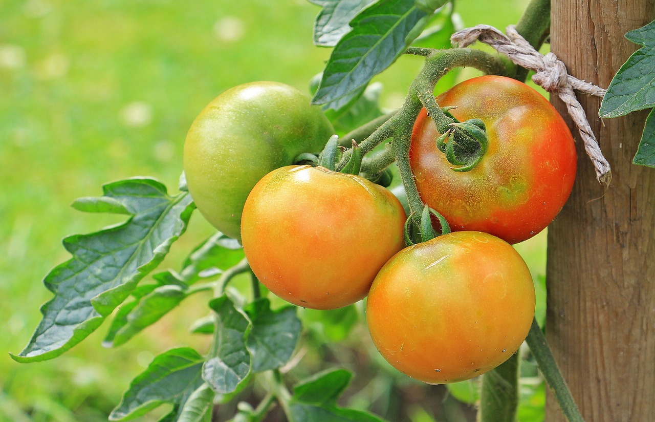 hnojivo s dusíkem na rajčata: využít jej můžete, abyste předešli popálení plodů