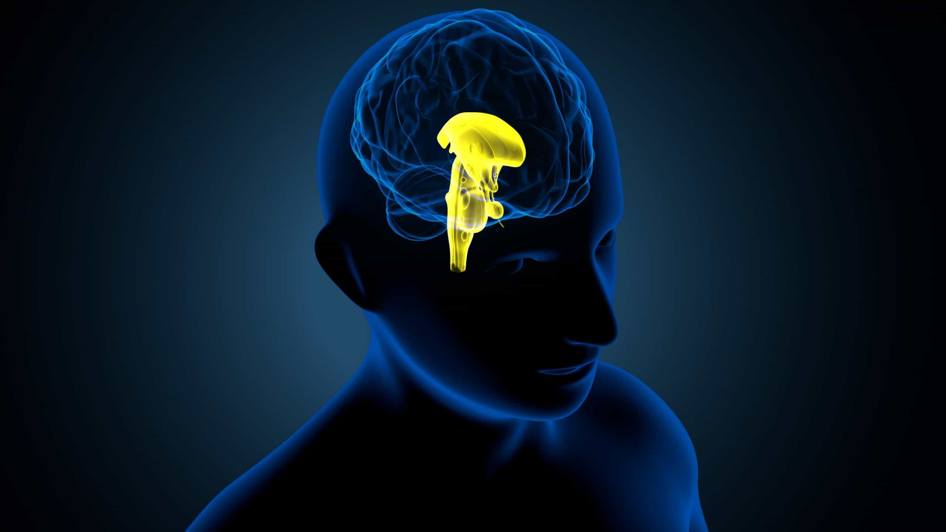 Brain like. Эндокринная система головного мозга. Гипоталамус 3д.