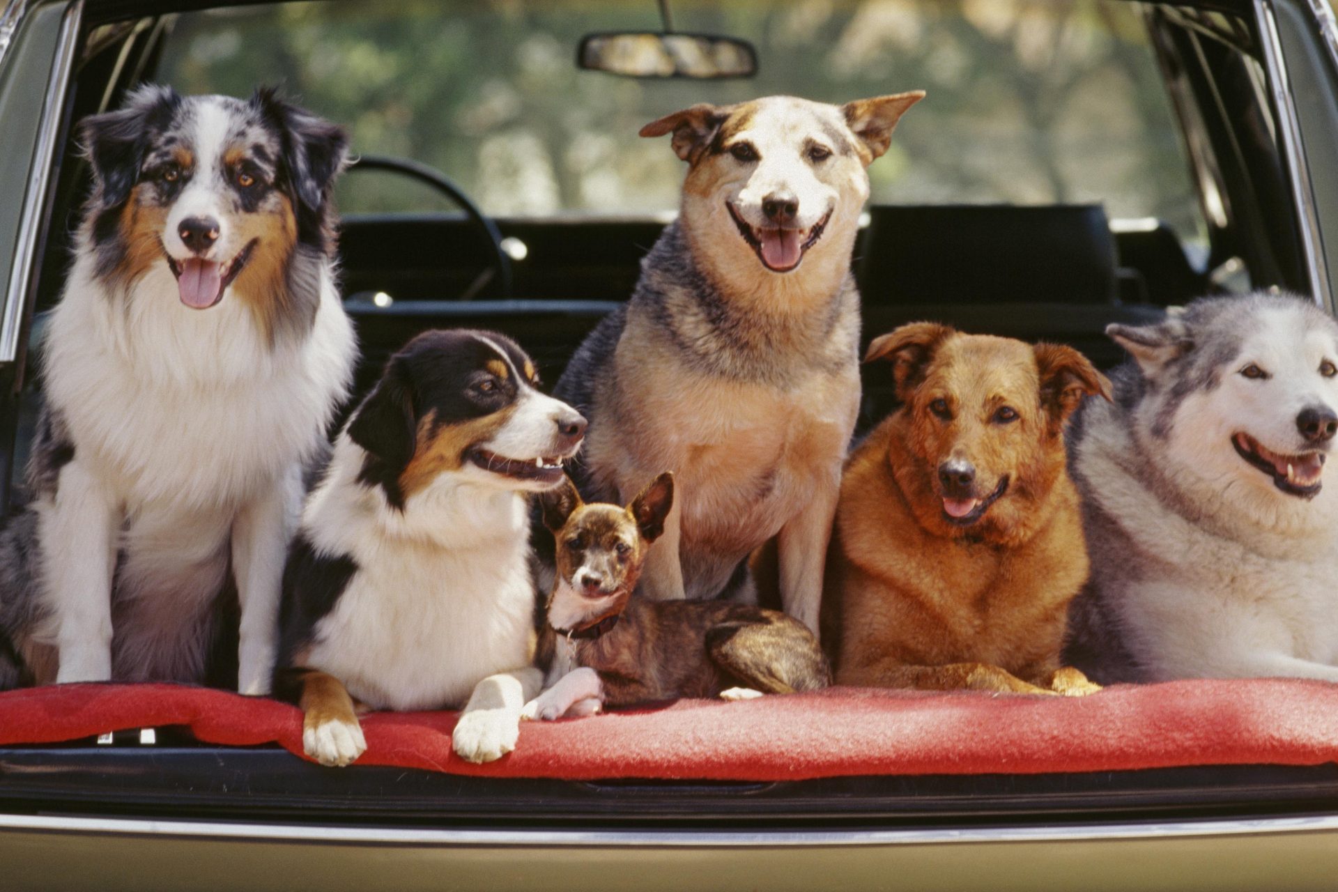 10 common myths about dogs, debunked!