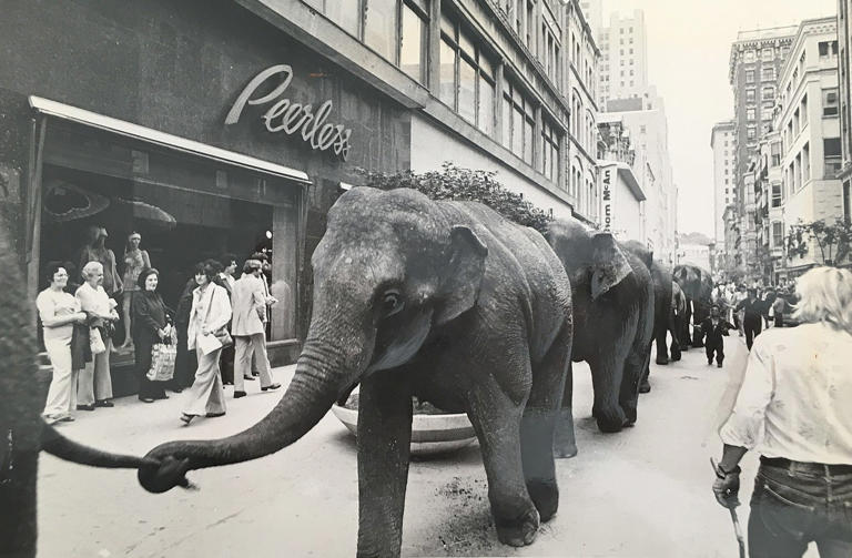 Circus elephants parade past the Peerless Department store in Providence in 1976. Elephants are no longer part of the Greatest Show on Earth – in fact, no animals are included in the performances.