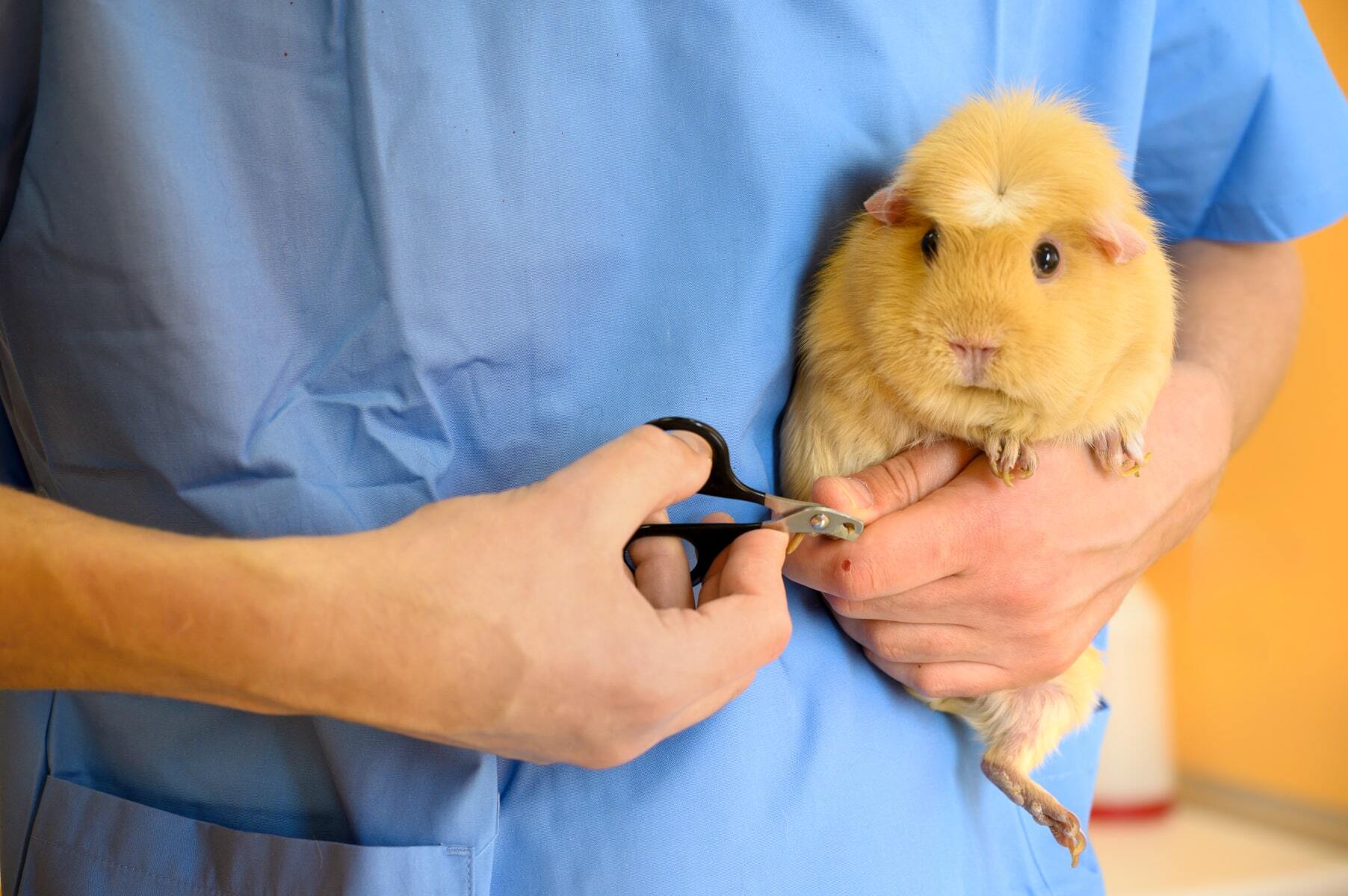 20 crazy facts about guinea pigs