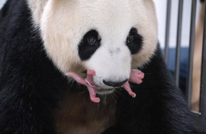 Giant panda in South Korea gives birth to healthy twin cubs