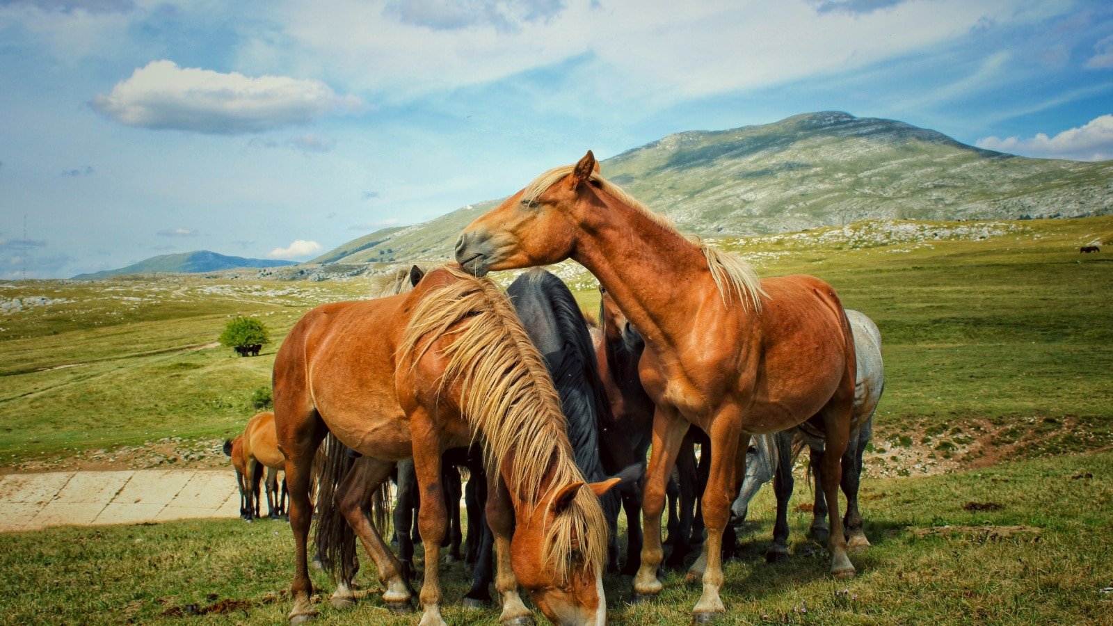 <p>Have you ever dreamt of running with wild horses? Livno is the place for you. A small town in Herzegovina, Livno is best known for the herds of wild horses that roam the nearby hills. Plenty of tour operators working in and around town focus on visiting the horses, throwing in a bit of Livno history and heritage along the way. If you love horses, you'll love Livno.</p>