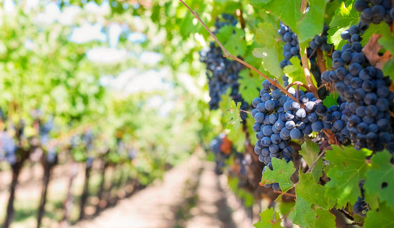 Nabeul : La production des raisins estimée à 38 mille tonnes