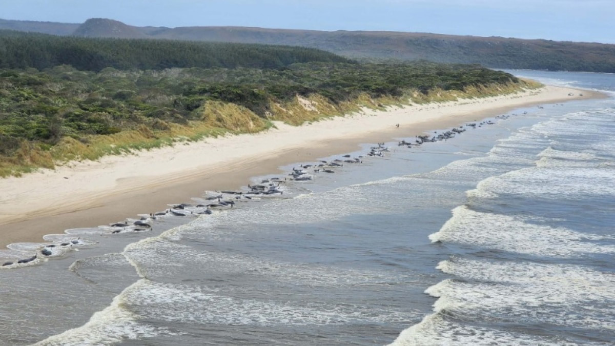 Pod of more than 50 pilot whales dies after mass stranding on Scottish  beach