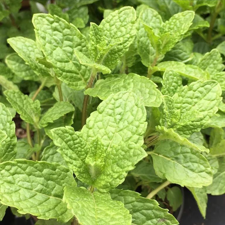 How to grow mint in a pot: the expert rules to follow for a thriving plant