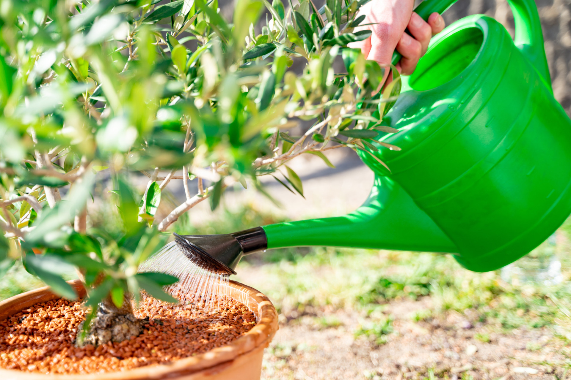 Surprising uses for hydrogen peroxide