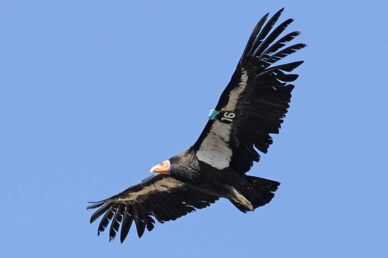 California Condor Size and Wingspan — Just How Big Are They?