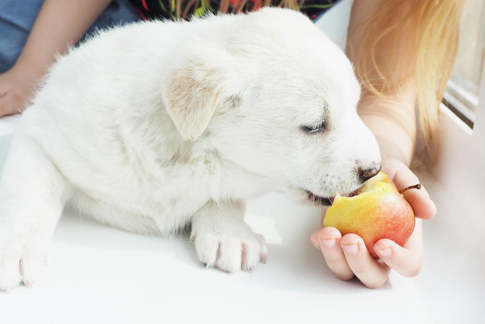 Можно давать яблоко щенку. Собака ест яблоко. Белая собачка кушает яблочко. My Dog.... To eat Apple.