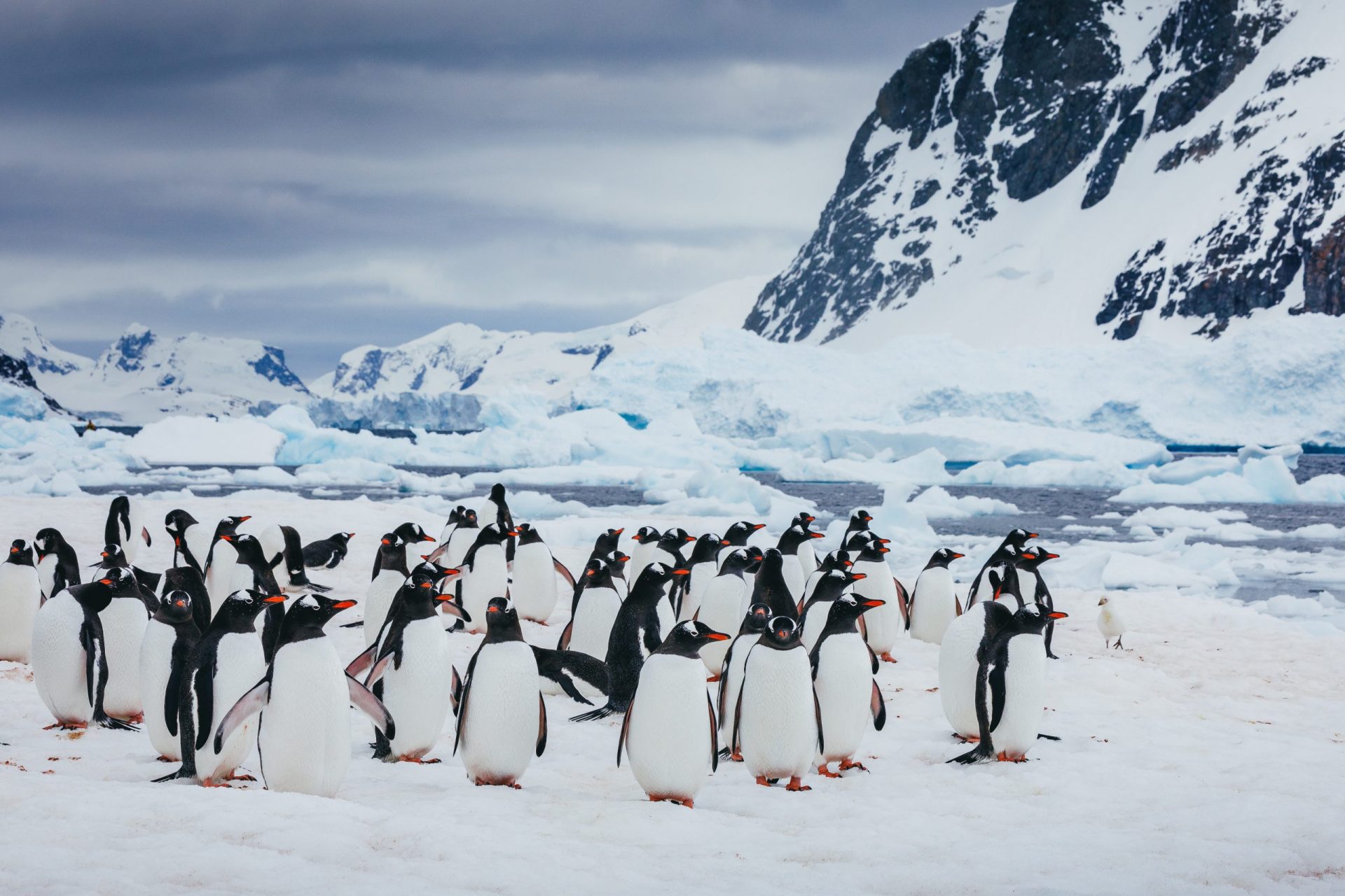 Microsleep: How Penguin Parents Watch Their Newborns 24/7