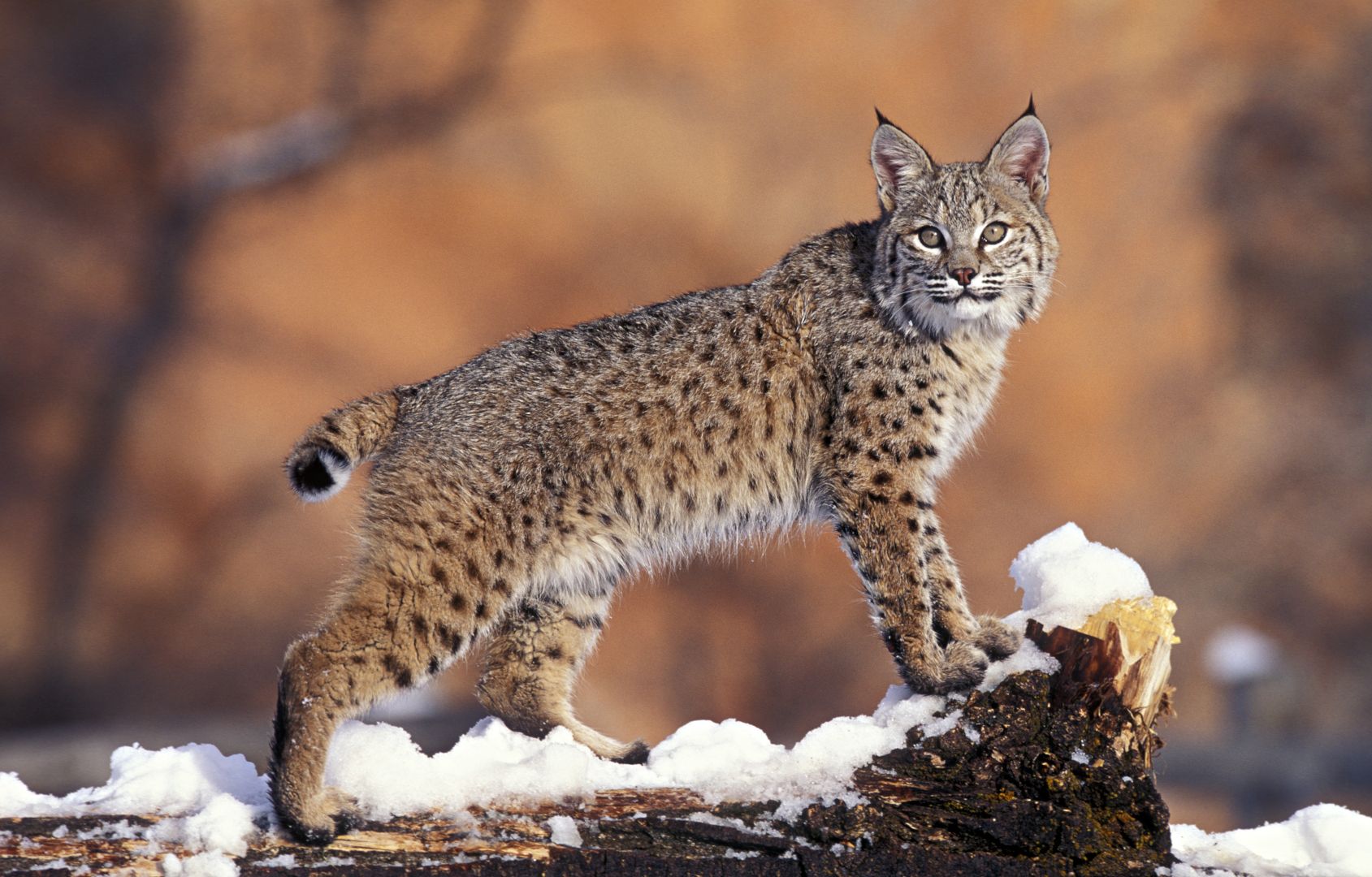 <p>                     A bobcat is a medium sized wild cat, also known as a red lynx, that is native to North America. Bobcats are nocturnal and as such, even though they exist in large numbers – reportedly up to one million in the US – it is not common to see them, but keep your eyes peeled in rocky areas and near rivers.  Unlike the far larger and scarier mountain lion, bobcats grow up to about double the size of an average house cat, and weigh up to 30lbs and prey on small game like squirrels, mice and birds. These beautiful cats are brown or brownish red with a white underbelly, black markings on their legs and a short, stubby black-tipped tail.                    </p>