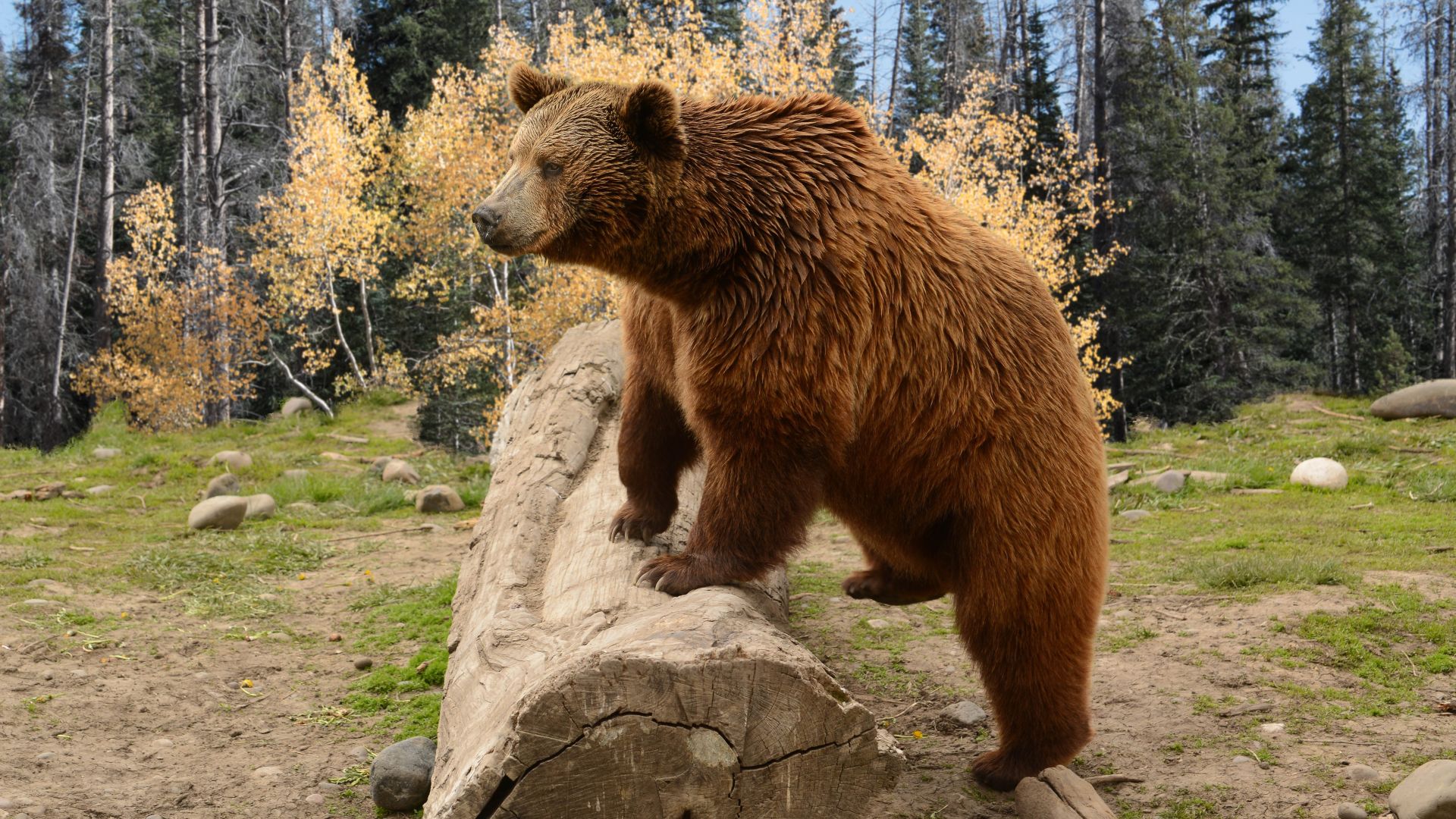 <p>                     Grizzly bears were listed as a threatened species in the lower 48 states in 1975, but as of 2016, approximately 700 grizzly bears were estimated to live in the greater area of Yellowstone. A grizzly bear sighting is certainly thrilling, but unlike a lot of wildlife, they should always be considered dangerous. They are most active at dawn and dusk. To view them from a distance, head to the Hayden and Lamar valleys, the north slopes of Mount Washburn, and the East Entrance.                    </p>